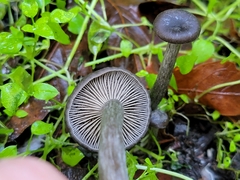 Pseudoclitocybe