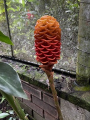 Zingiber spectabile
