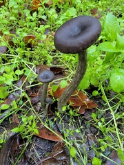 Pseudoclitocybe