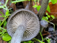 Pseudoclitocybe