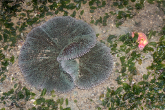 Stichodactyla haddoni