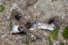 Goniodiscaster scaber