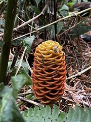 Zingiber spectabile