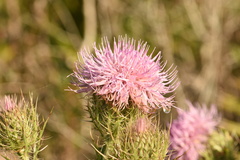 Cirsium horridulum