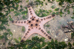 Protoreaster nodosus