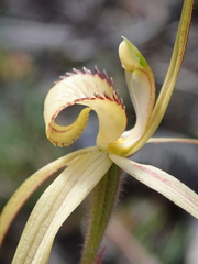 Caladenia helvina