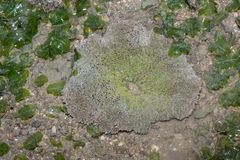 Stichodactyla haddoni