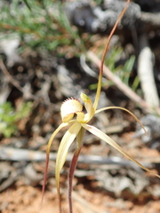 Caladenia helvina