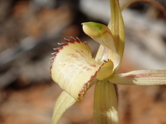 Caladenia helvina