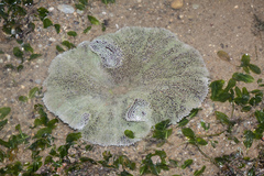 Stichodactyla haddoni