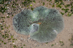 Stichodactyla haddoni