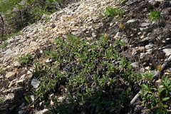Dryas viscosa