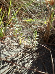 Pimelea villosa
