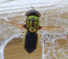 Odontomyia decipiens