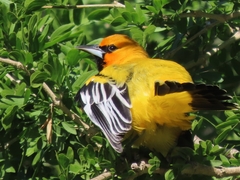 Icterus pustulatus graysonii