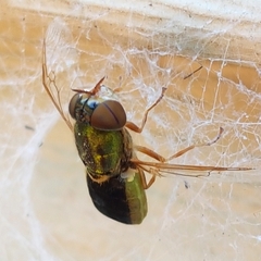 Odontomyia decipiens