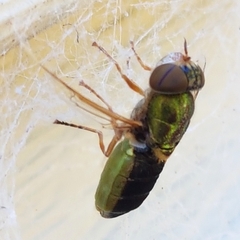Odontomyia decipiens