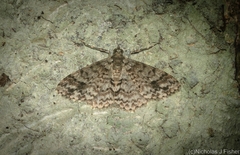 Myrioblephara desumpta