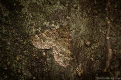 Crasilogia gressitti