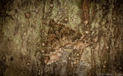 Crasilogia gressitti