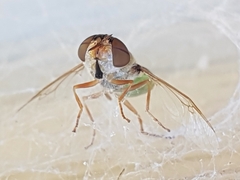 Odontomyia decipiens