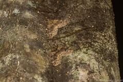 Crasilogia gressitti