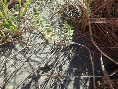Pimelea villosa