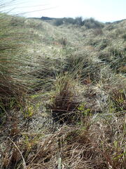 Pimelea villosa