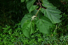Alangium chinense
