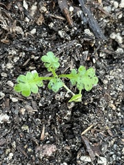 Nemophila maculata