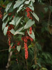 Rubus ichangensis