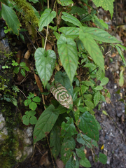 Rubus ichangensis