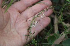 Cyanothamnus nanus nanus