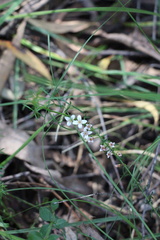 Cyanothamnus nanus nanus