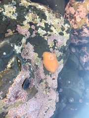 Acanthodoris lutea