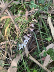 Cyanothamnus nanus nanus