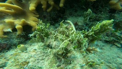 Syngnathidae