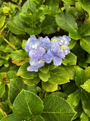 Hydrangea macrophylla