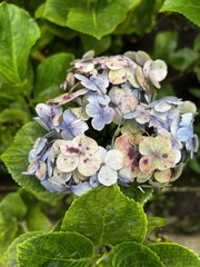 Hydrangea macrophylla