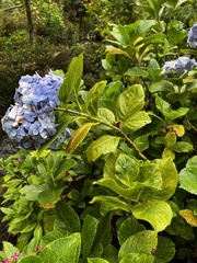 Hydrangea macrophylla
