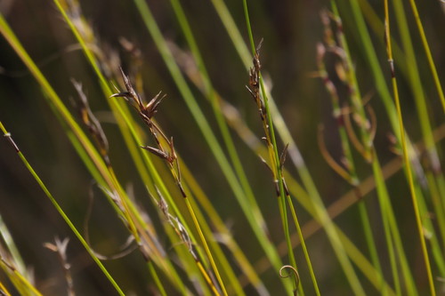 Schoenus sparteus · iNaturalist