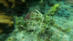 Syngnathidae