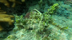 Syngnathidae