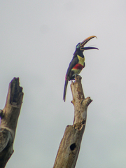 Pteroglossus castanotis