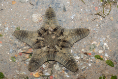 Goniodiscaster scaber