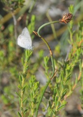 Lepidobolus drapetocoleus