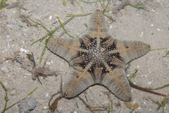 Goniodiscaster scaber