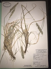 Leymus mollis mollis