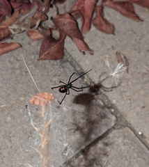 Latrodectus hesperus