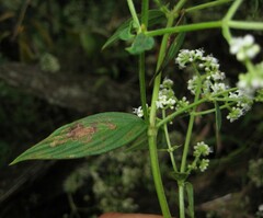 Emmeorhiza umbellata